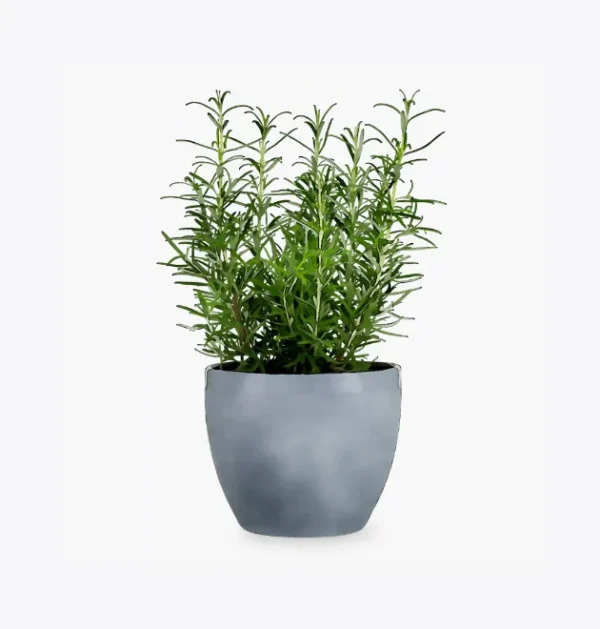 Le Bouquet Passion Écarlate