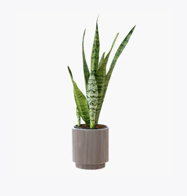 Le Bouquet Passion Écarlate