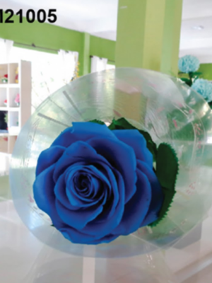 Rose Bleue Cloche Transparente – HM21005
