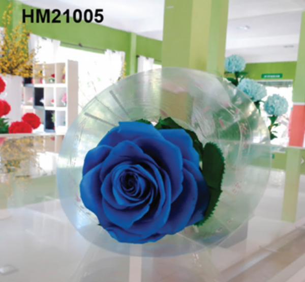 155 Rose Bleue Cloche Transparente – HM21005