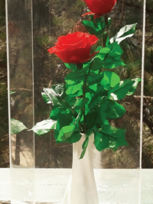 Duo de Roses Rouges – BS12004-12