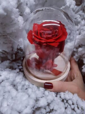 2 Rose Éternelle Rouge Sous Cloche