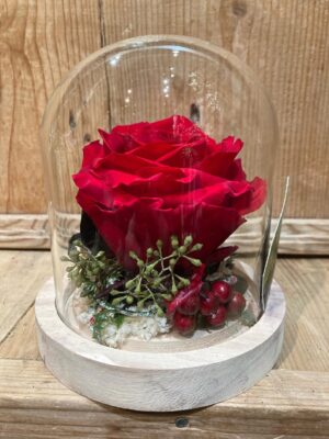 6 Rose Éternelle Rouge Sous Cloche en Verre