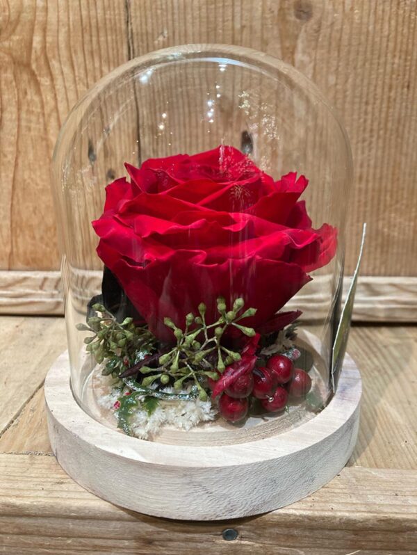 6 Rose Éternelle Rouge Sous Cloche en Verre